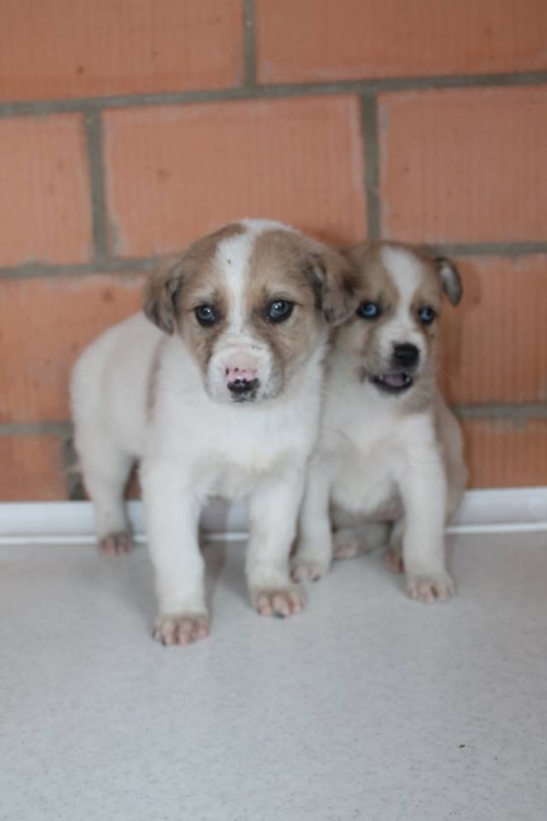 ლაიკის მეტისი უსახელო