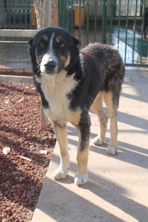 ქართული ქოფაკი ბალუ