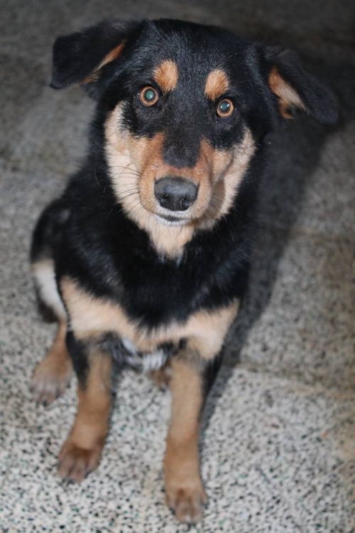 მეტისი უსახელო