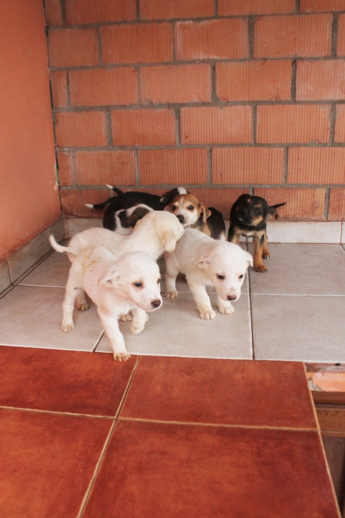 მეტისი უსახელო