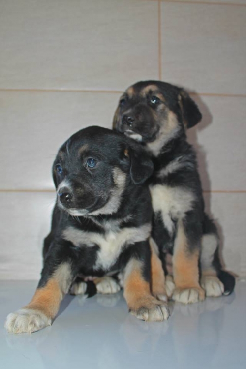 მეტისის ლეკვები ტუსო და ლინდა