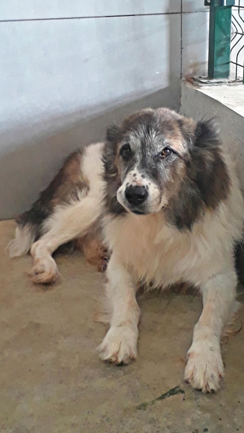 ქართული ქოფაკი უსახელო