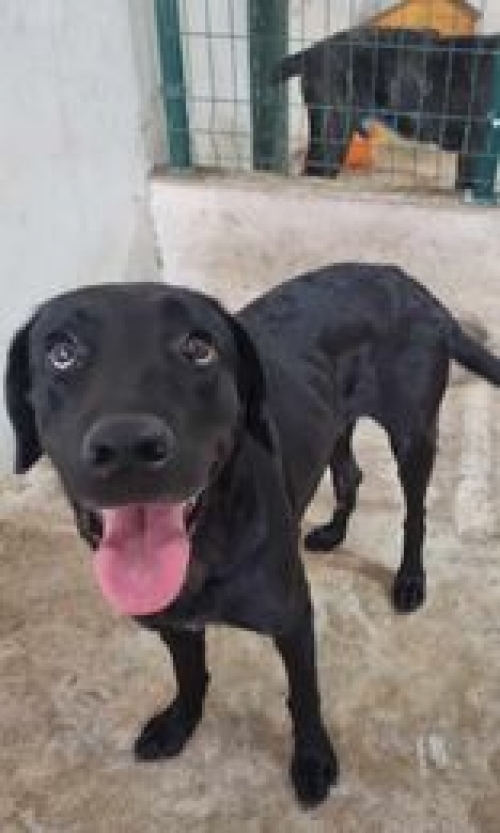 ლაბრადორი ბერი გაბრიელ სალოსის ქუჩა