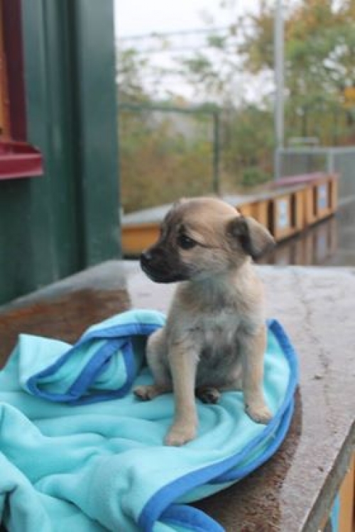 მეტისი უსახელო