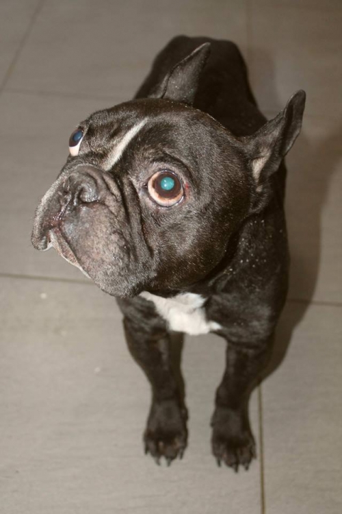 ბულდოგი როი