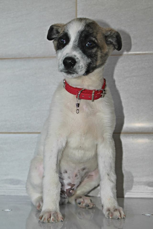 მეტისი პლუტო