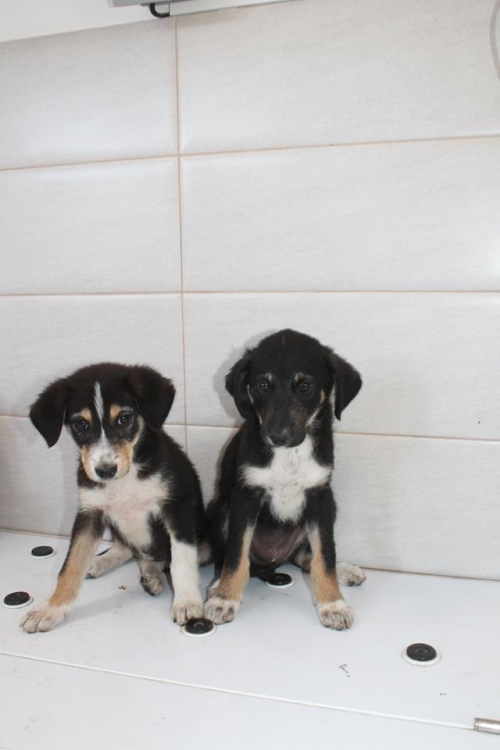 მეტისის ლეკვები უსახელო