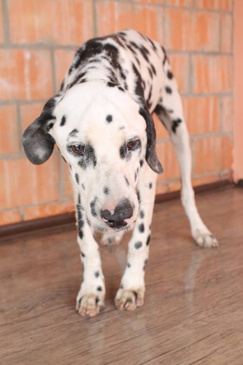 დალმატინი უსახელო