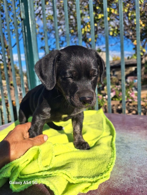 მეტისი გლდანის პარკი