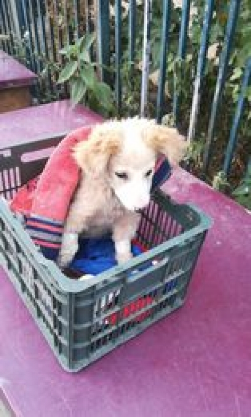 მეტისი თეთრი წყარო სოფ. ფანთიანი