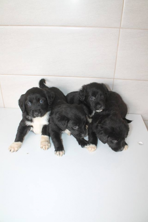 როტვეილერის მეტისები უსახელო