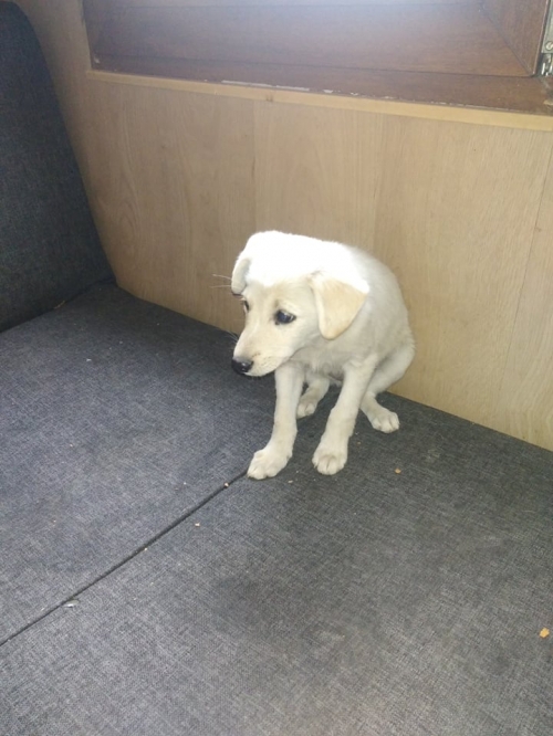 მეტისი ორთაჭალა