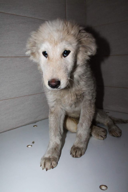 ქართული ქოფაკი ბორა