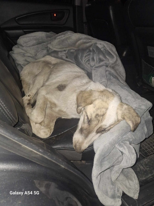 მეტისი მარნეული შესასვლელში იპოვა