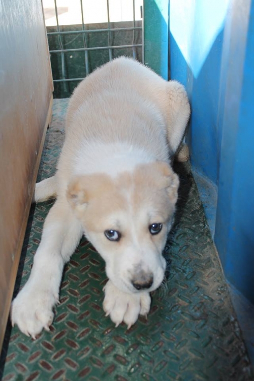 ქართული ნაგაზი ბუბუ