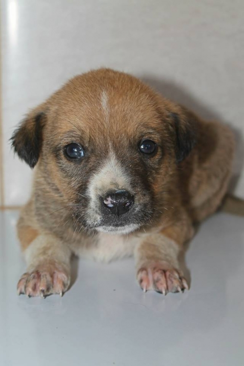 მეტისი უსახელო