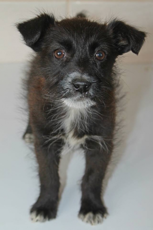 ბალონკის მეტისი უსახელო