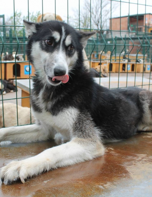 ლაიკა ლაკი