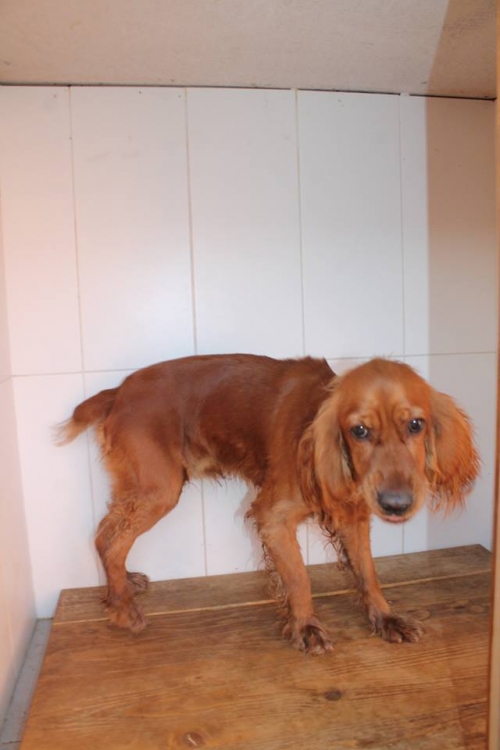 კოკერსპანიელი ლაკი