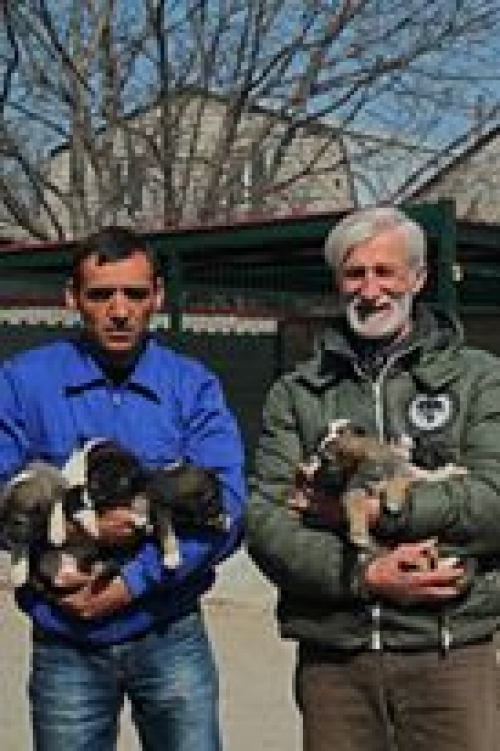 მეტისის ლეკვები უსახელო