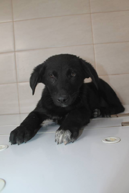 ქართული ქოფაკი უსახელო