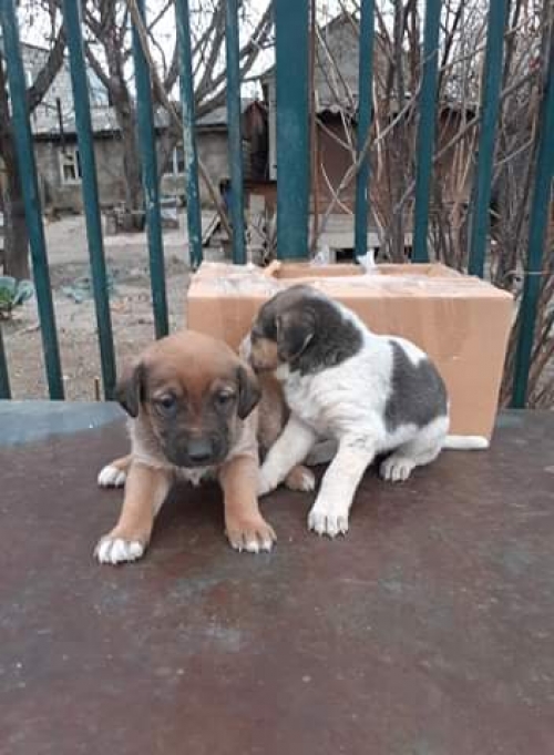 მეტისი უსახელო