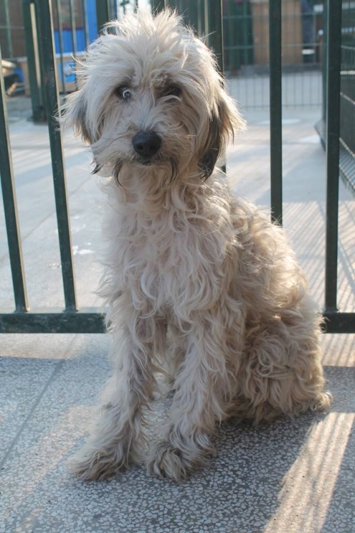 ბალონკა ცუგრიკო