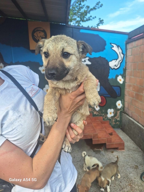 მეტისი საგარეჯო