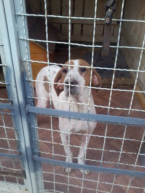 პოინტერი ლედი