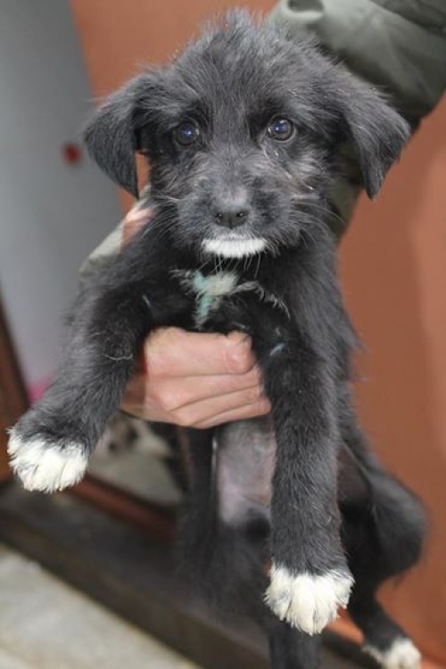 მეტისი უსახელო