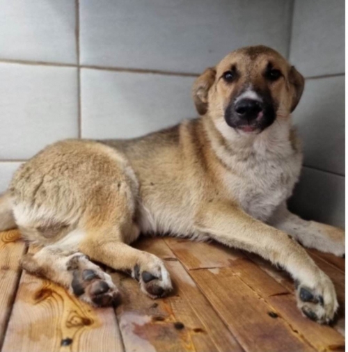 მეტისი მეტრო სარაჯიშვილი