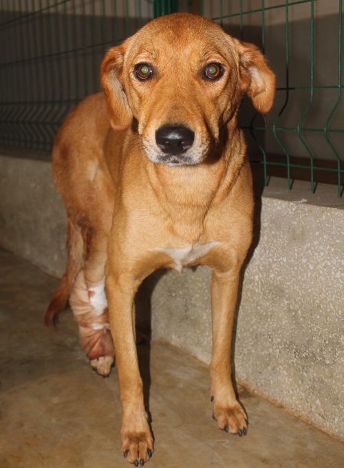 მეტისი უსახელო