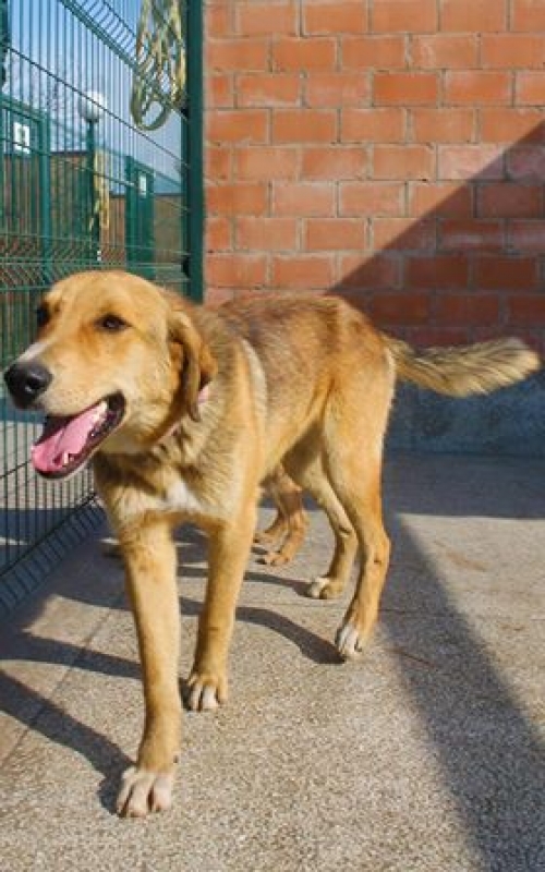 გონჩი ლაქი