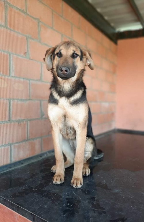 გერმანული ნაგაზის მეტისი ლედი