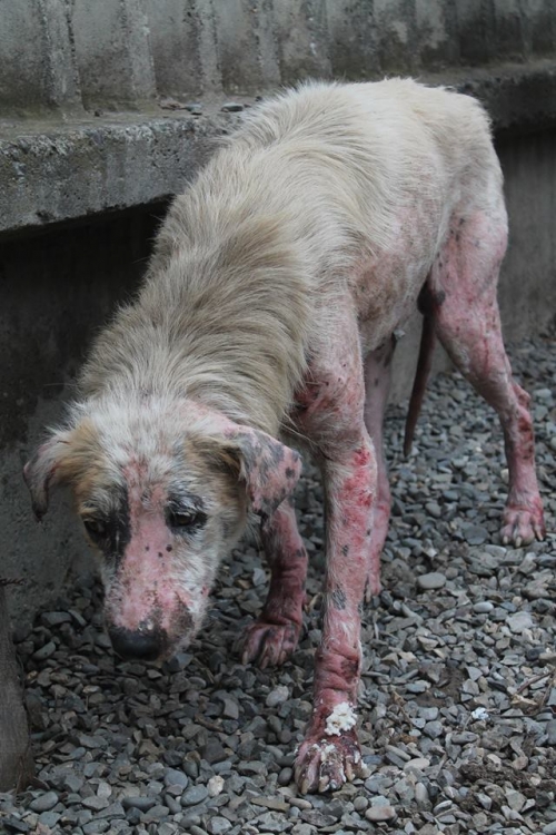 მეტისი უსახელო