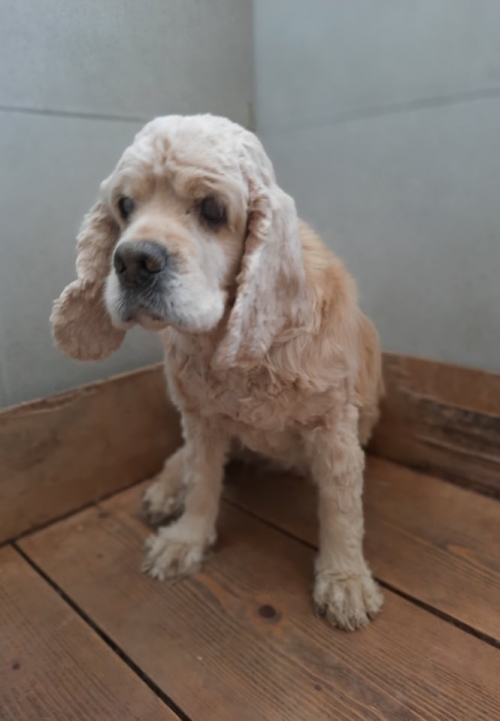 კოკერსპანიელი ნაპოვნია დიდიღომში