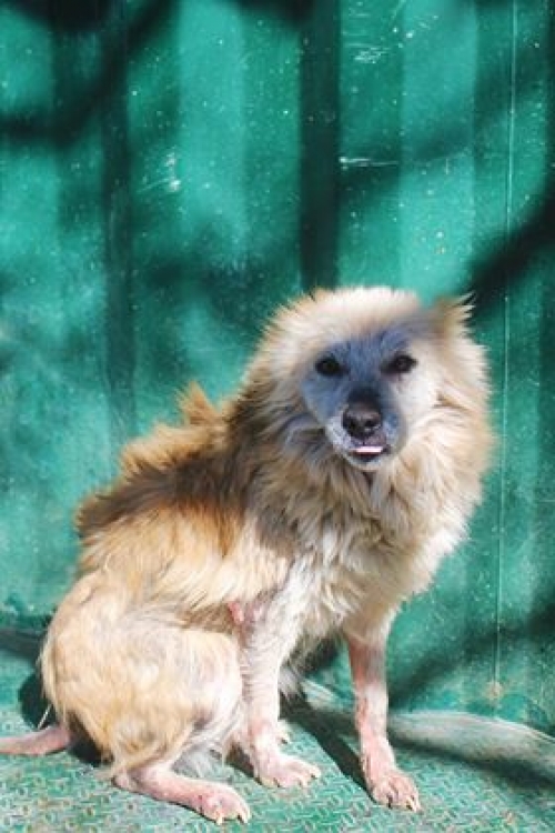 მეტისი უსახელო