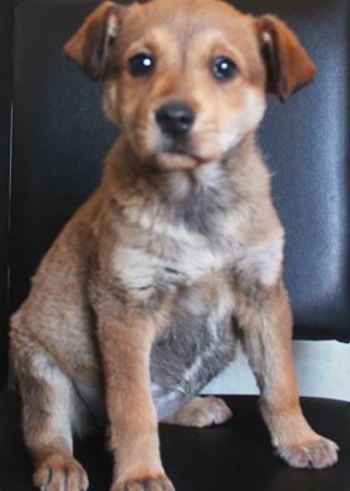 მეტისი უსახელო