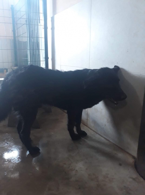 ბელგიური ნაგაზი ჩორნა