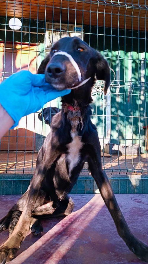 მეტისი საგარეჯო