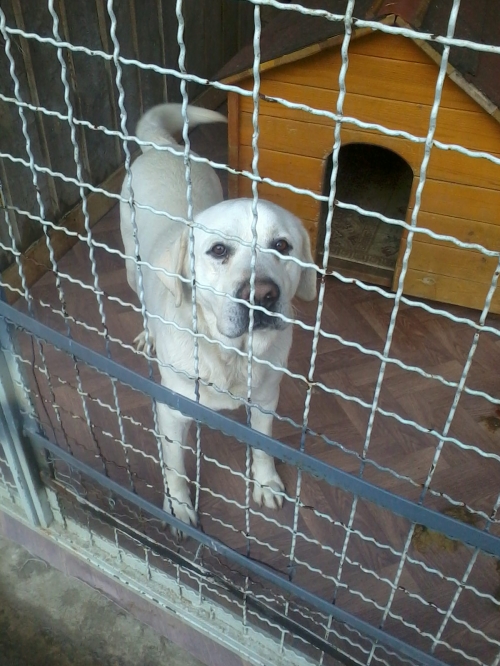 ლაბრადორი რექსი