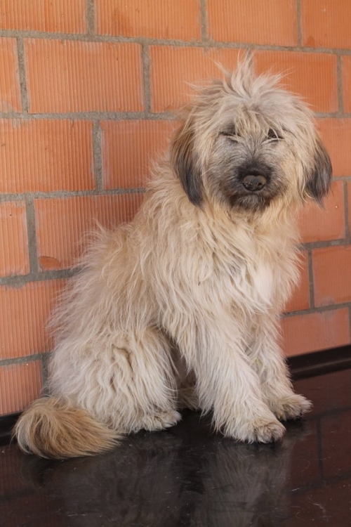 ბალონკა უსახელო