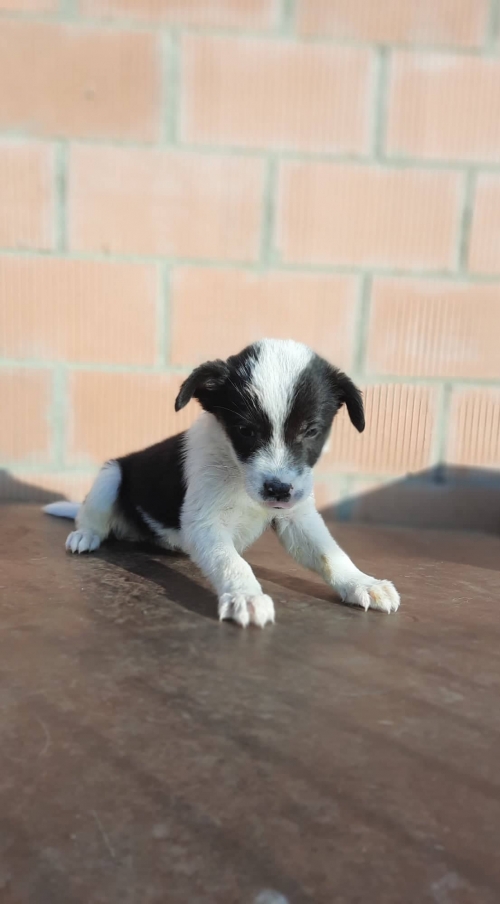 მეტისი სარაჯიშვილის მეტრო