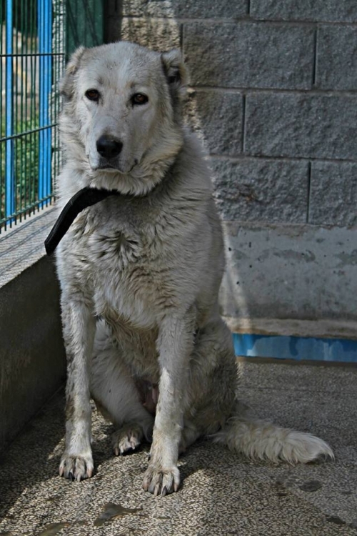 ქართული ნაგაზი ლედი