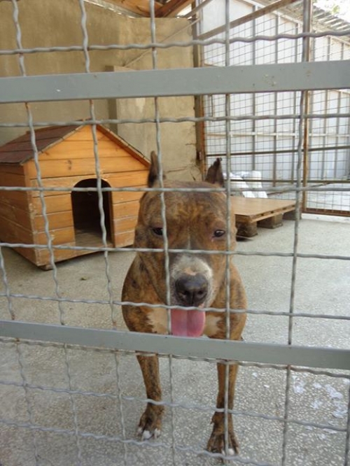 პიტი ჯესი