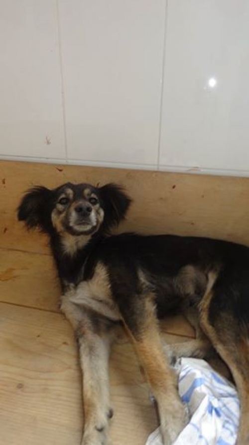 მეტისი უსახელო