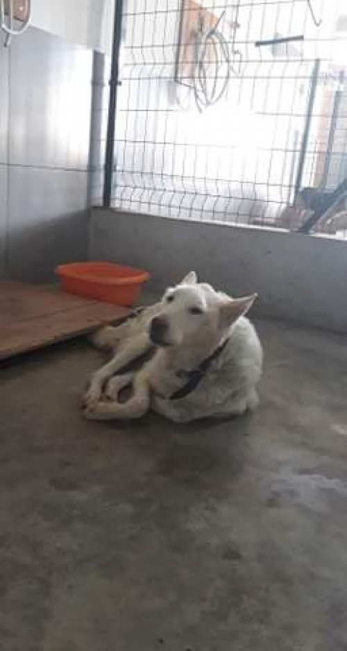 ლაიკა უსახელო