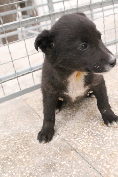 მეტისი უსახელო