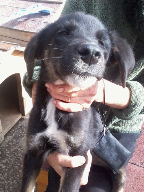 მეტისი უსახელო