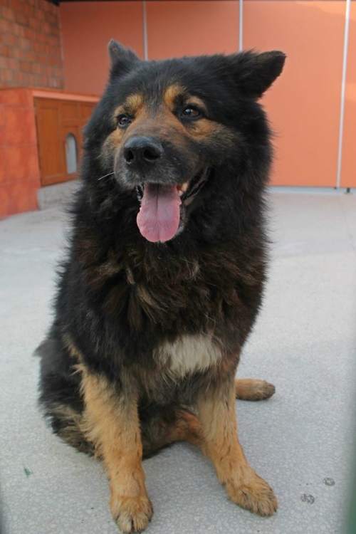 გერმანული ნაგაზი შალვოვიჩი